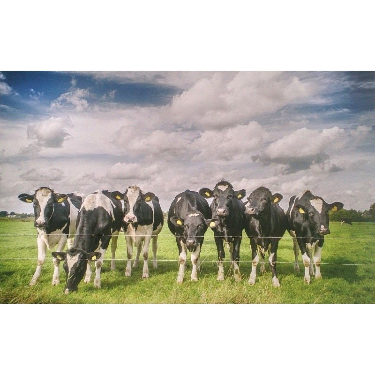 3750008 Dutch cows